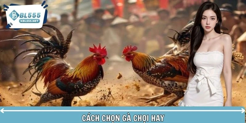 Cách chọn gà chọi hay