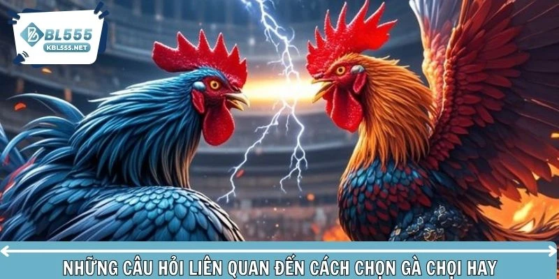 Giải đáp thắc mắc về cách chọn gà chọi hay
